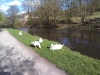 Two swans & their two adopted geese, In the sunshine, April