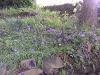 Blubells on the bank, May