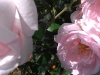 Rose, July