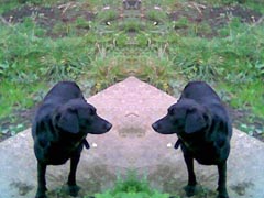 2 tobys