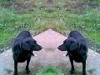Toby x2