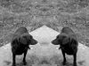 Toby x2