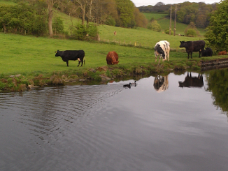 ducks & cows