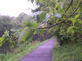 Drips on leaves.jpg