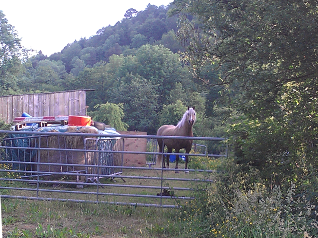 Horse near Clun