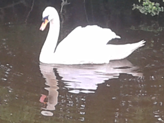 swan