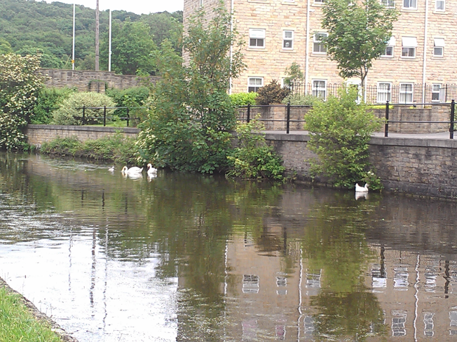 Swan family