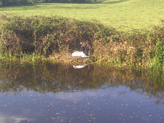 swan asleep on nest