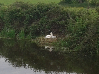 swan_on_nest_2