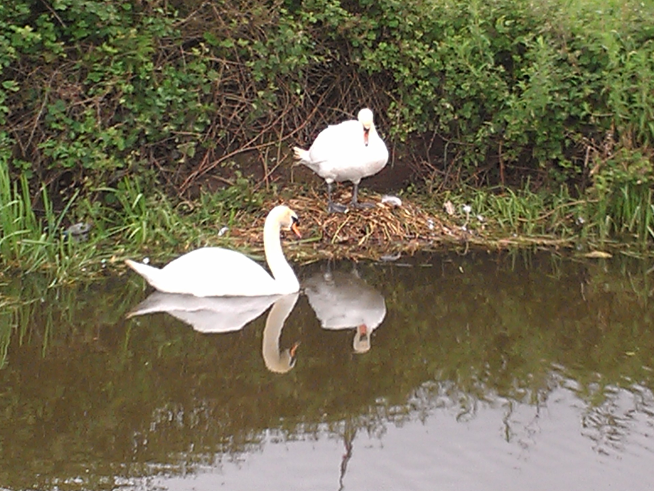 Swans