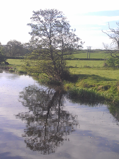 tree & reflection