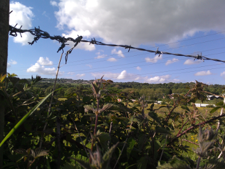 Barbed wire